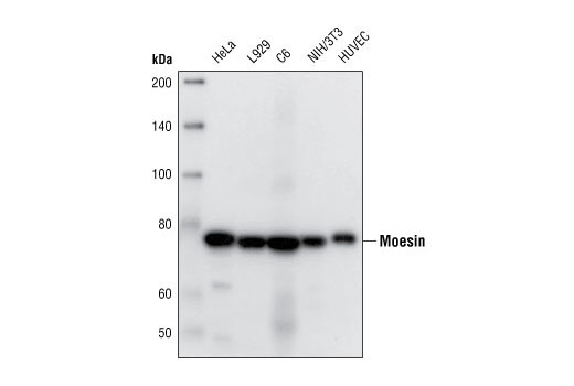 Western Blotting Image 1: Moesin (Q480) Antibody