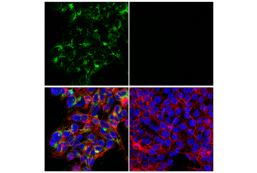 Immunofluorescence Image 2: ApoE (pan) (E8C2U) Mouse mAb (BSA and Azide Free)