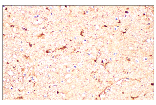 Immunohistochemistry Image 1: ApoE (pan) (E8C2U) Mouse mAb (BSA and Azide Free)