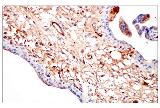 Immunohistochemistry Image 4: ApoE (pan) (E8C2U) Mouse mAb (BSA and Azide Free)