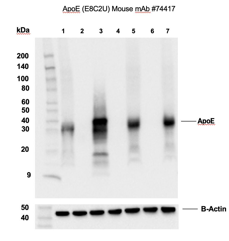 Western Blotting Image 2: ApoE (pan) (E8C2U) Mouse mAb (BSA and Azide Free)