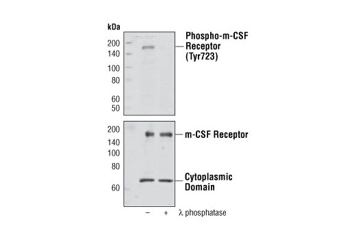 Western Blotting Image 1: Phospho-CSF-1R/M-CSF-R (Tyr723) Antibody