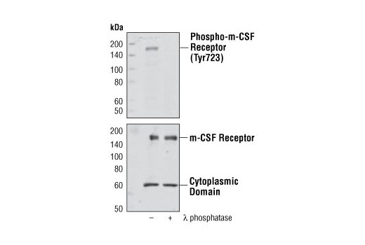 Western Blotting Image 1: CSF-1R/M-CSF-R Antibody
