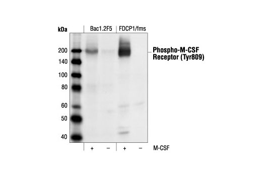 Western Blotting Image 1: Phospho-CSF-1R/M-CSF-R (Tyr809) Antibody
