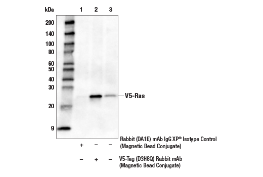 Immunoprecipitation Image 1: V5-Tag (D3H8Q) Rabbit mAb (Magnetic Bead Conjugate)
