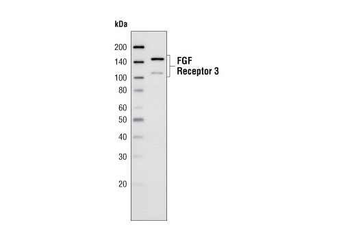 Western Blotting Image 1: FGF Receptor 3 (D2G7E) Rabbit mAb