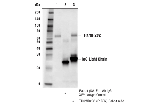 Immunoprecipitation Image 1: TR4/NR2C2 (E1T8N) Rabbit mAb