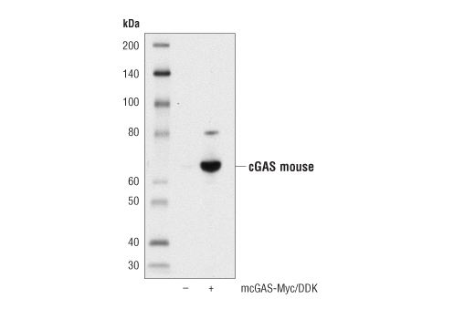 Western Blotting Image 2: cGAS (D3O8O) Rabbit mAb (Mouse Specific)