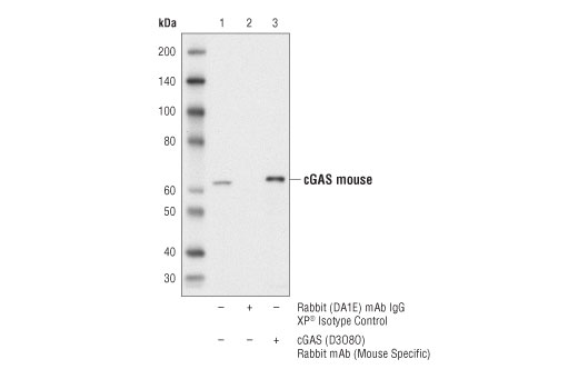 Immunoprecipitation Image 1: cGAS (D3O8O) Rabbit mAb (Mouse Specific)