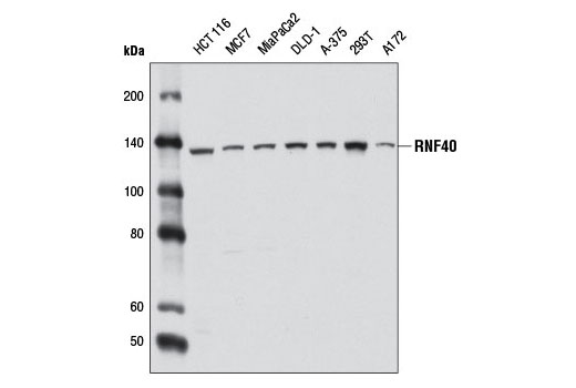 Western Blotting Image 2: RNF40 Antibody