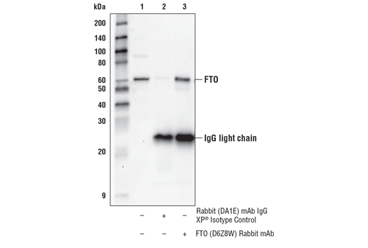 Immunoprecipitation Image 1: FTO (D6Z8W) Rabbit mAb
