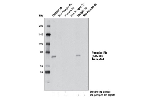 Western Blotting Image 2: Phospho-Rb (Ser780) (D59B7) Rabbit mAb (BSA and Azide Free)