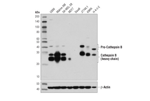  Image 4: Coronavirus Host Cell Attachment and Entry Antibody Sampler Kit