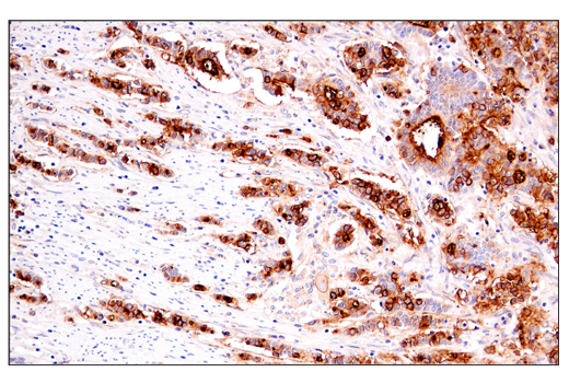 Immunohistochemistry Image 2: DAF/CD55 (E7G2U) XP® Rabbit mAb