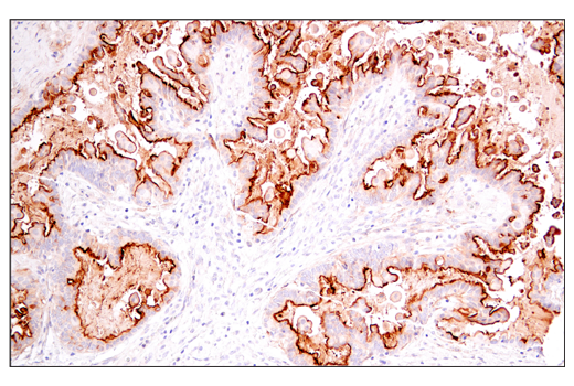 Immunohistochemistry Image 5: DAF/CD55 (E7G2U) XP® Rabbit mAb
