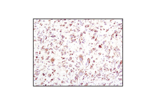 Immunohistochemistry Image 3: BiP (C50B12) Rabbit mAb (BSA and Azide Free)