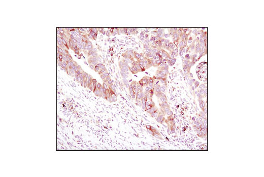 Immunohistochemistry Image 2: BiP (C50B12) Rabbit mAb
