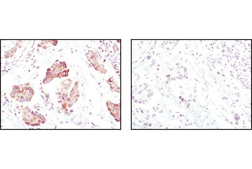 Immunohistochemistry Image 1: BiP (C50B12) Rabbit mAb (BSA and Azide Free)