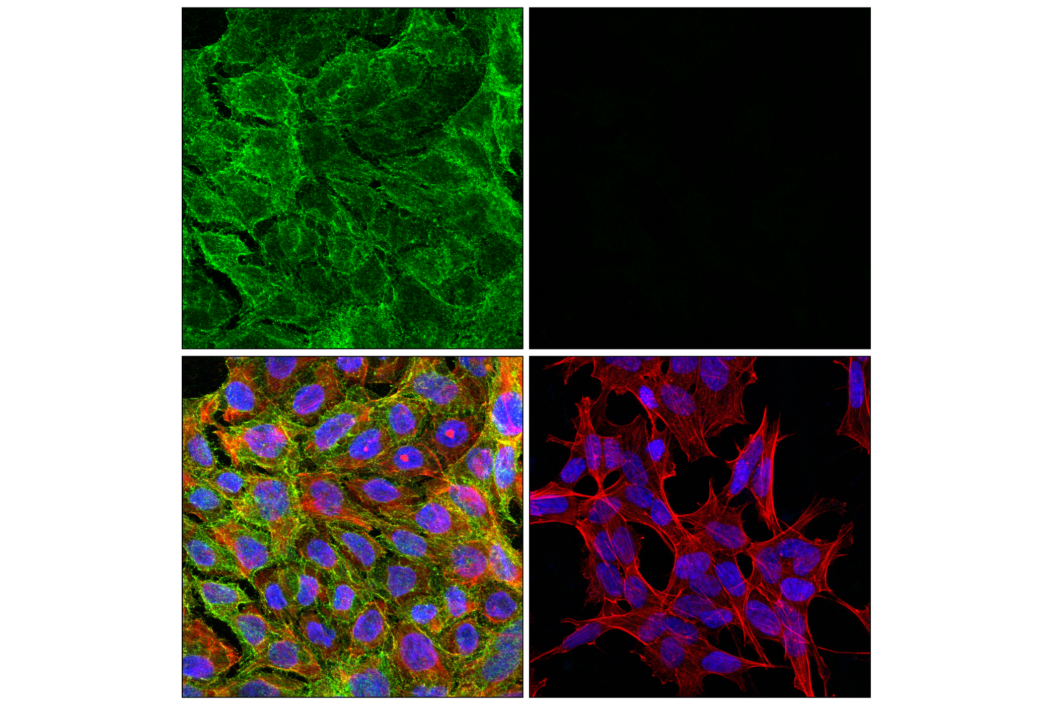 Immunofluorescence Image 1: PLSCR1 (E9B5G) Rabbit mAb