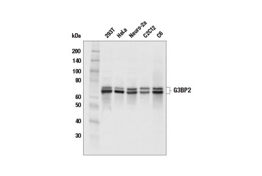 Western Blotting Image 1: G3BP2 Antibody