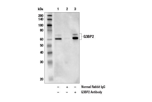 Immunoprecipitation Image 1: G3BP2 Antibody