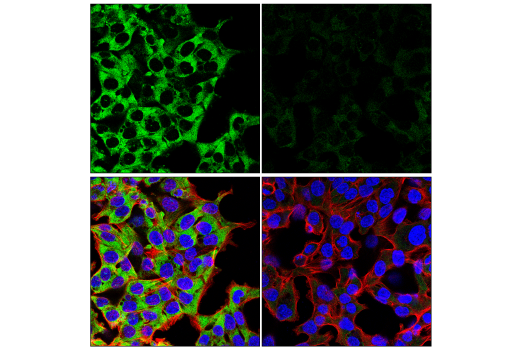 Immunofluorescence Image 2: G3BP2 Antibody