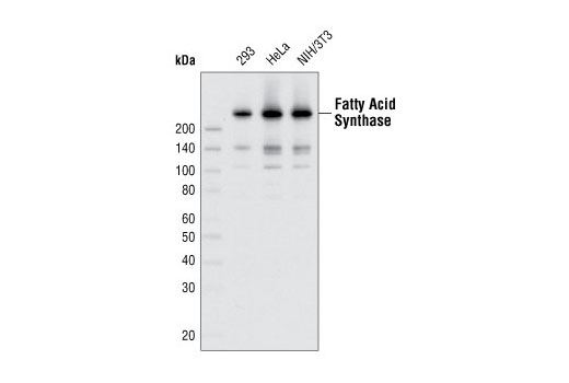 Western Blotting Image 1: Fatty Acid Synthase (C20G5) Rabbit mAb