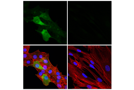 Immunofluorescence Image 5: NDRG1 (E2T5I) Rabbit mAb
