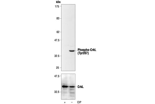 Western Blotting Image 1: Phospho-CrkL (Tyr207) Antibody