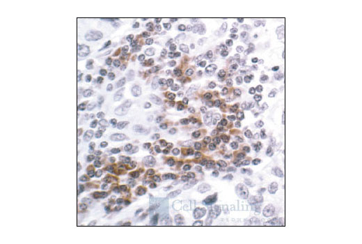 Immunohistochemistry Image 1: Phospho-CrkL (Tyr207) Antibody