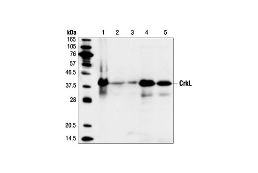 Western Blotting Image 1: CrkL (32H4) Mouse mAb