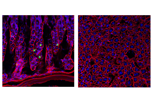 Immunofluorescence Image 1: Ghrelin (D4K1W) Rabbit mAb
