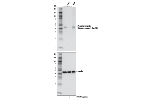 Western Blotting Image 1: Phospho-Pyruvate Dehydrogenase α1 (Ser293) Antibody