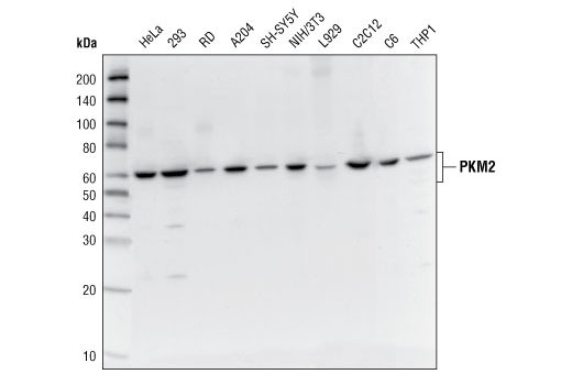 Western Blotting Image 2: PKM1/2 Antibody