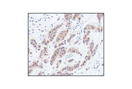 Immunohistochemistry Image 1: NQO1 (A180) Mouse mAb