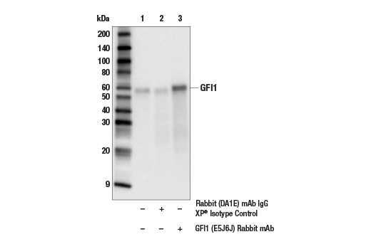 Immunoprecipitation Image 1: GFI1 (E5J6J) Rabbit mAb