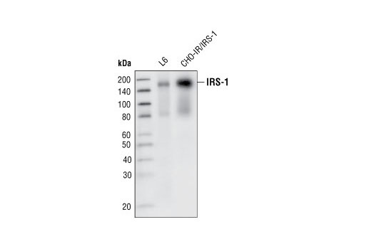 Western Blotting Image 1: IRS-1 (L3D12) Mouse mAb