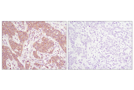 Immunohistochemistry Image 2: eIF4E (C46H6) Rabbit mAb (BSA and Azide Free)