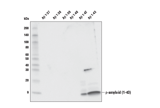 Western Blotting Image 2: β-Amyloid (1-43) (E8C2D) Rabbit mAb