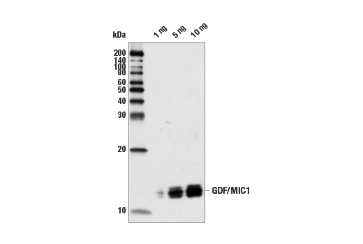 Western Blotting Image 2: GDF15/MIC1 (L300) Antibody