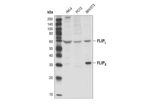 Western Blotting Image 1: FLIP Antibody