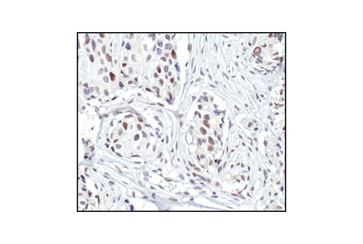 Immunohistochemistry Image 1: FosB (5G4) Rabbit mAb (BSA and Azide Free)