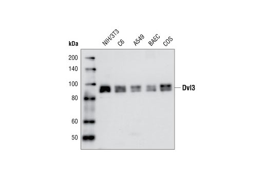 Western Blotting Image 1: Dvl3 Antibody