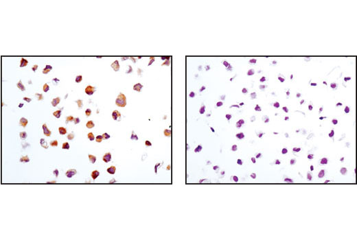 Immunohistochemistry Image 3: TRAIL (C92B9) Rabbit mAb
