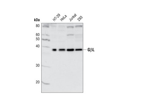 Western Blotting Image 1: GβL Antibody