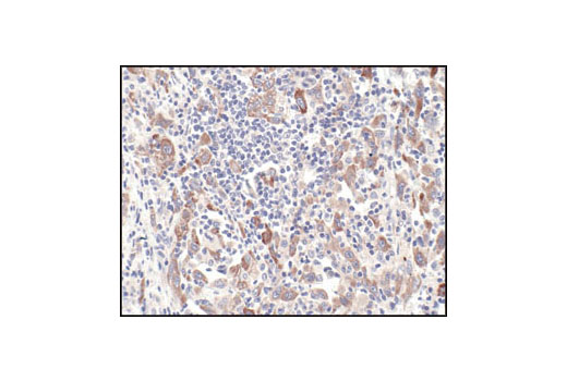 Immunohistochemistry Image 2: GβL Antibody