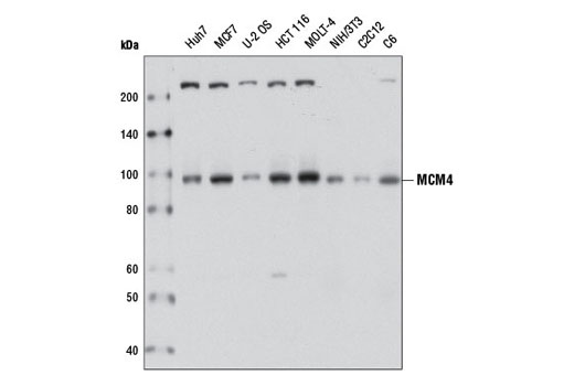 Western Blotting Image 1: MCM4 Antibody