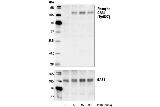 Western Blotting Image 1: Phospho-Gab1 (Tyr627) Antibody