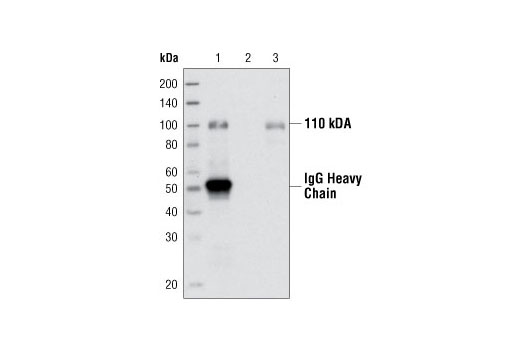 Immunoprecipitation Image 1: Gab1 Antibody