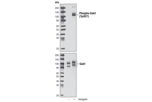  Image 8: Phospho-EGF Receptor Pathway Antibody Sampler Kit